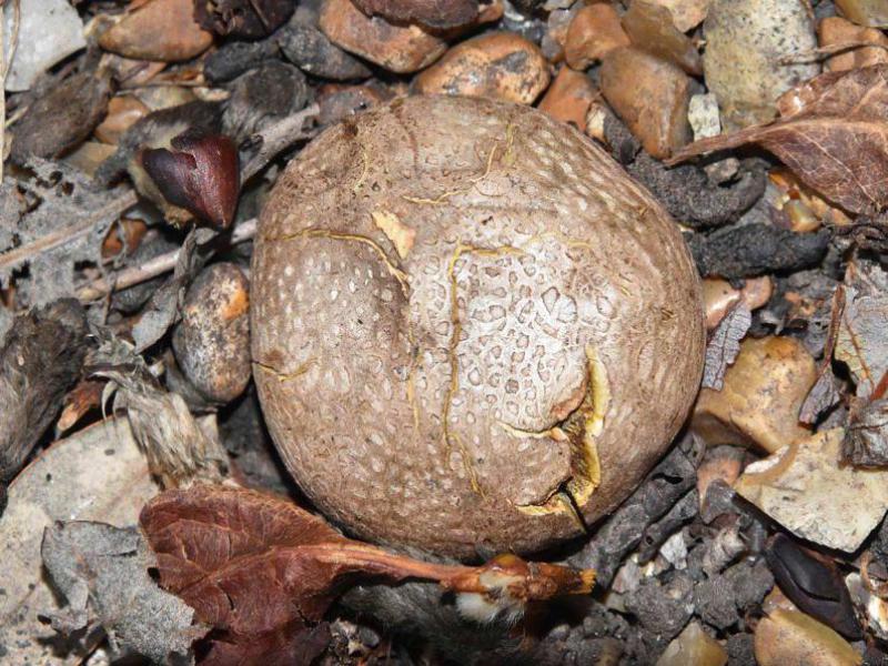 Looking like a warty potato, the Common Earthball has a tough skin that ruptures to release its spores.