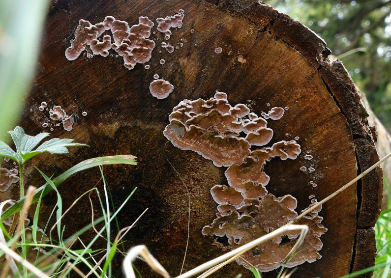 This is a leathery fungus, brownish-purple in colour, that has white-cream curled edges, forming on the cut ends of logs.