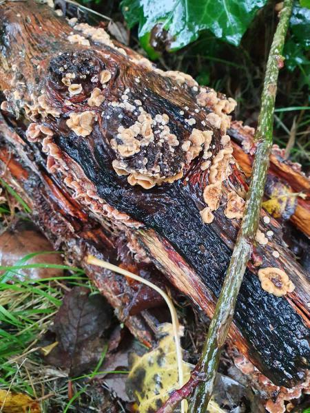 Hairy Curtain Crust is a plant pathogen commonly infecting peach trees, but also may be found on dead hardwood trees and conifers. 