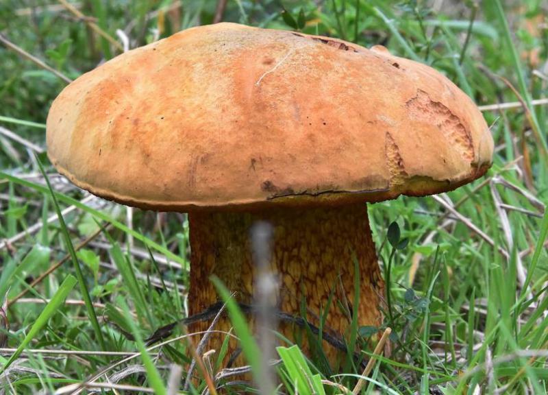 Under the olive-brown cap of the Lurid Bolete are small orange or red pores, which characterise this species.  
