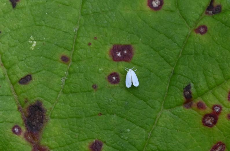 This insect may be the smallest insect in our database, measuring less than 2 millimetres in length.