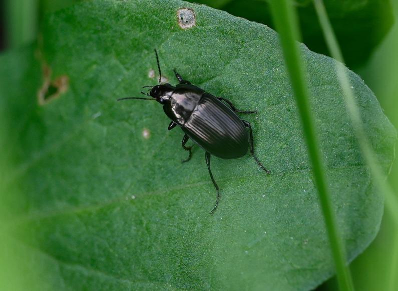 This small beetle is a member of the Amara ground beetle family.
