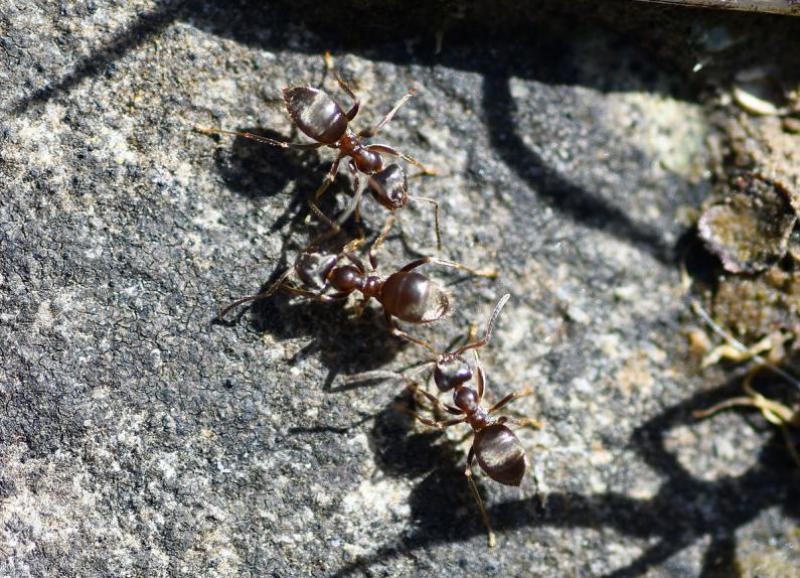 Probably our most familiar ant, the Black Garden Ant will nest in earth, tree stumps, walls, and under paving.