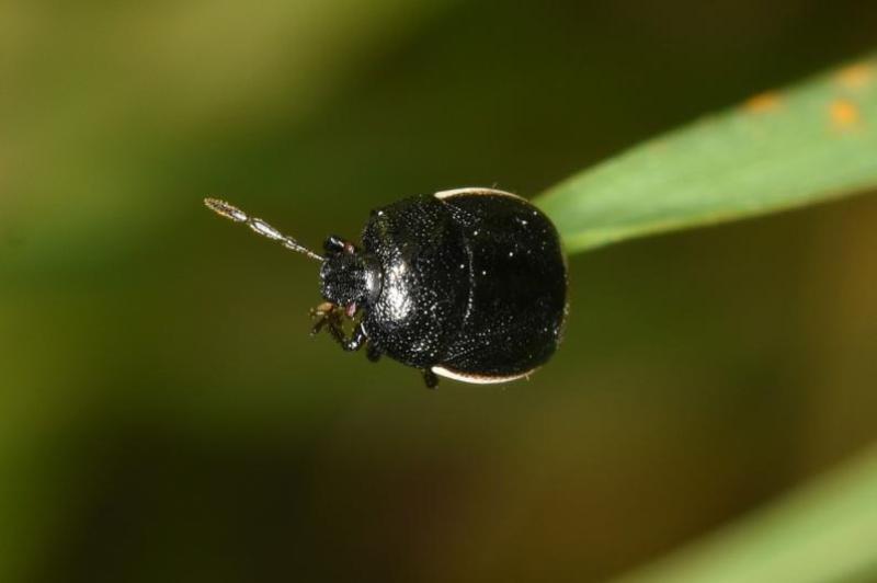 This shield bug is a small ground-dwelling shield bug.