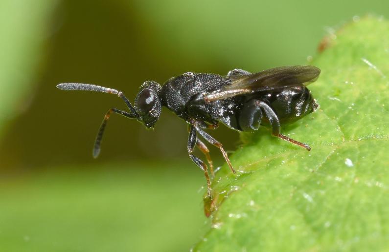 This is a small wasp in the Chalcid family, a family within the Chalcidoidea super-family.