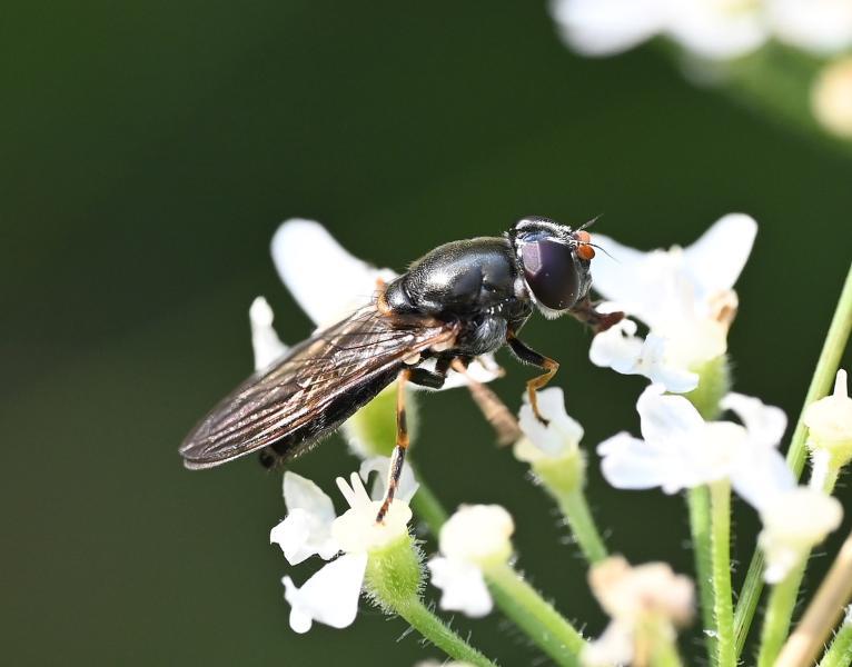 Adults hoverflies of this species are seen on umbellifers (as shown here) between June and early autumn.