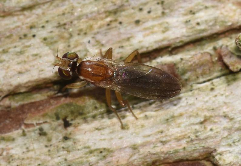 This Druid fly can be identified from among its British relatives by the pattern of bristles on the face.