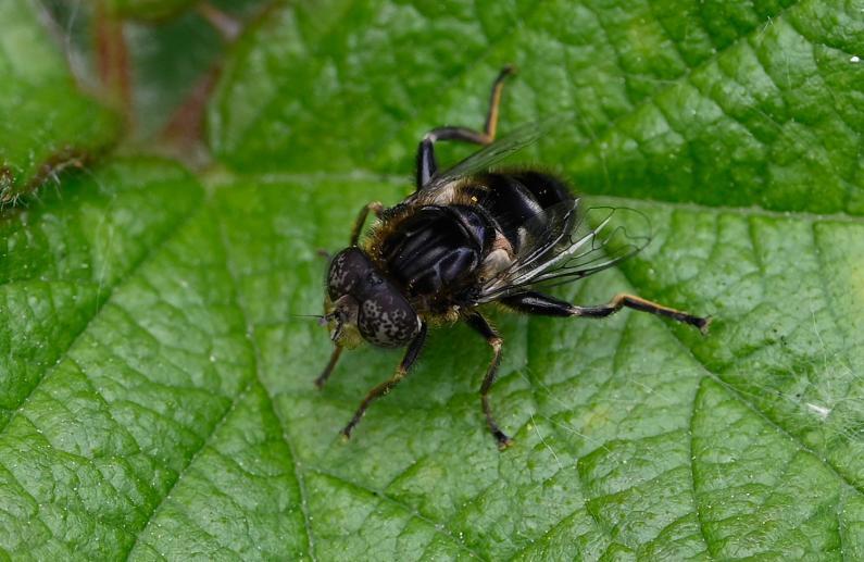 The Small Spot-eye (Eristalinus sepulchralis) really is a small hoverfly, with a wing-span of less than a centimetre.