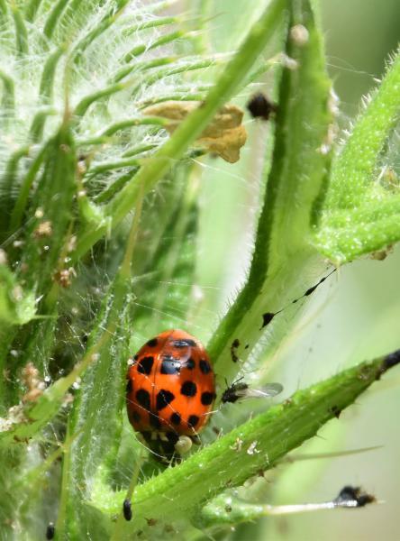The black spots of this common species, the Eyed Ladybird, have pale rings around them. There are usually 18.