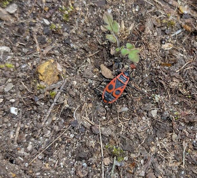 The Firebug (Pyrrhocoris apterus) has only relatively recently been found in Britain, where it is now established.