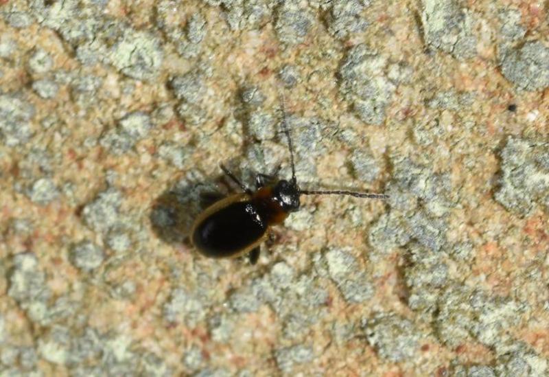 These beetles are very small - no longer than 2 or 3 millimetres.