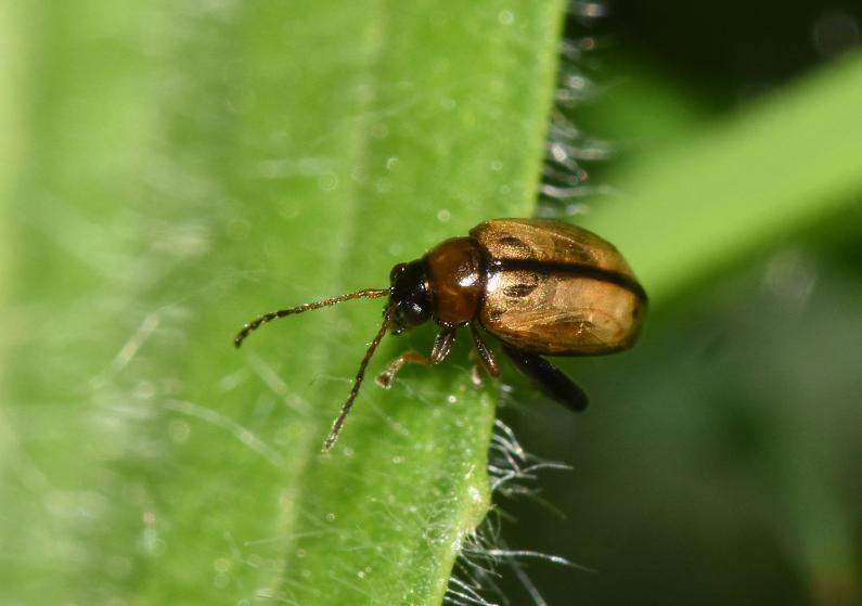 This Flea beetle (so named for its diminutive size) is one of perhaps 42 different species in this genus.