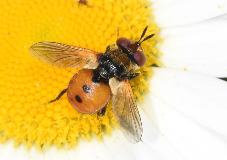 Gymnosoma rotundatum flies are parasitic, laying their eggs on shieldbugs.