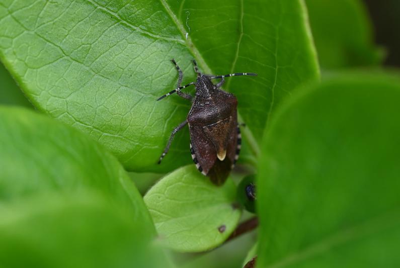This shield bug can reach 11 millimetres in length in adulthood. Its colouring is variable, although usually reddish purple. Unusually for shield bugs, it is hairy.