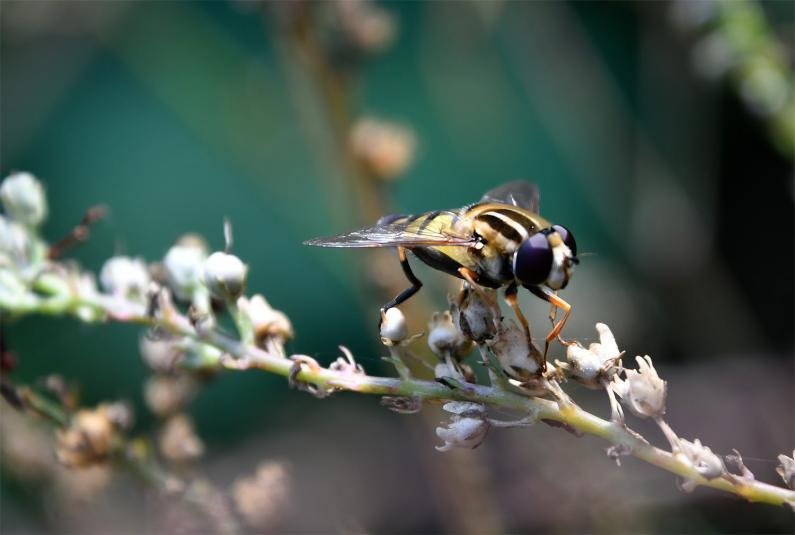 Most markedly, Helophilus trivittatus has black and yellow stripes on its thorax that run front-to-back.
