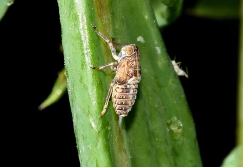 The Ivy Planthopper is common throughout southeastern England, and is found on a range of woody plants and deciduous trees.