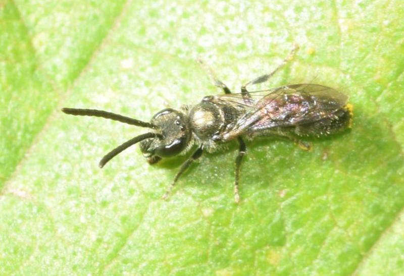 The Green Furrow Bee is a small (4 millimetres from wing tip to wing tip) bee.