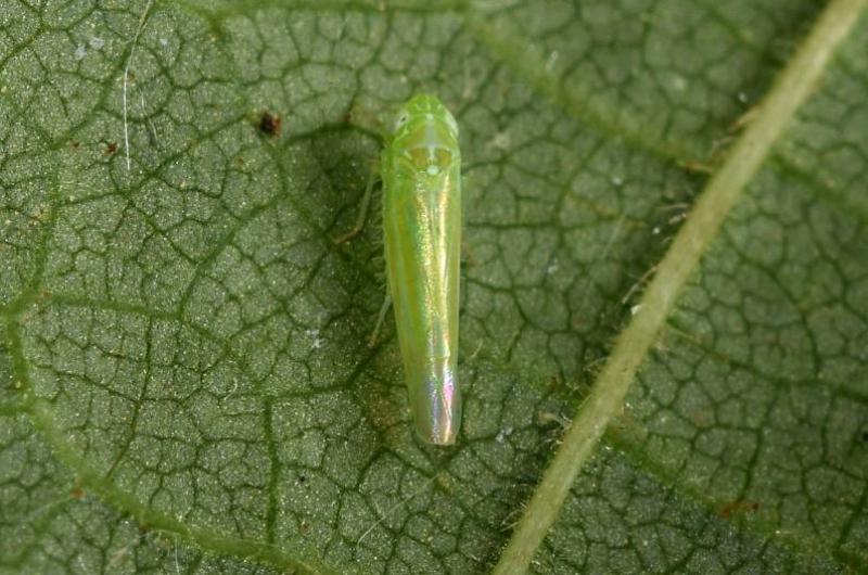 Empoasca vitis is between 3 and 4 millimetres long, predominantly green but with white markings on its head.