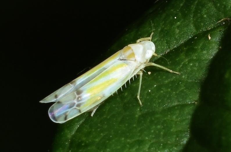 This is one of the most common leafhoppers, being usually found on brambles.