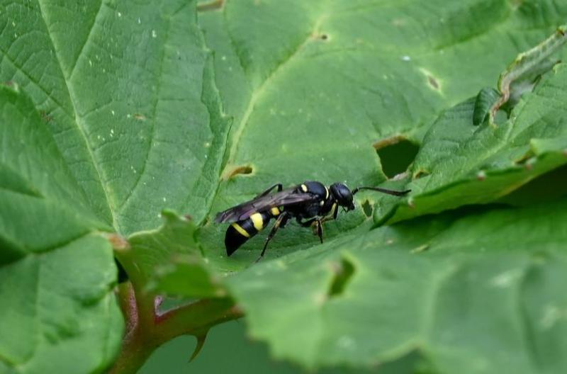 This yellow-banded, waisted wasp was seen in the cemetery in July 2024.