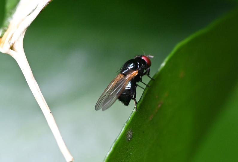 Species of fly in the Lonchaea family tend to have a uniform appearance, which makes them hard to identify to species level. They are small flies with dumpy bodies.