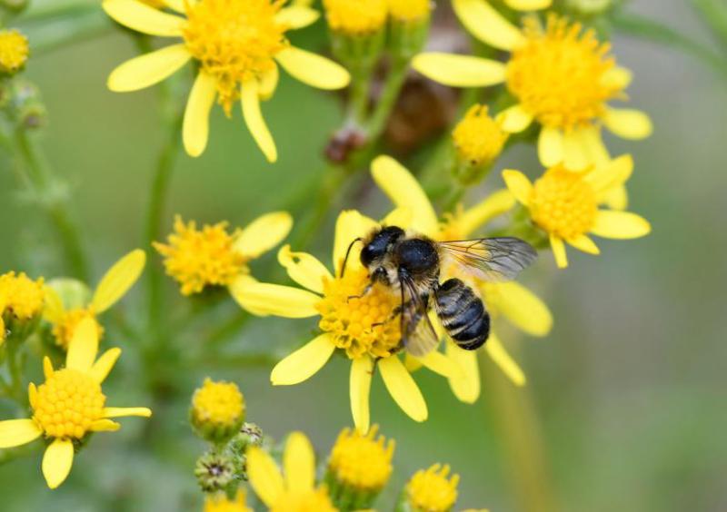 These bees chew up the edges of leaves to make a cement with which they seal their nests.