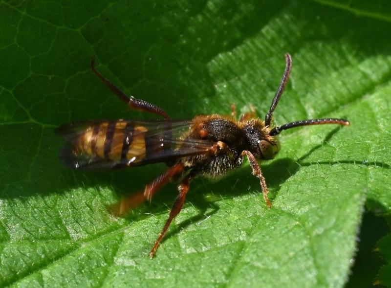 Lathbury's Nomad Bees are small (7 to 9 mm forewing length), with black, yellow and reddish-brown markings. 