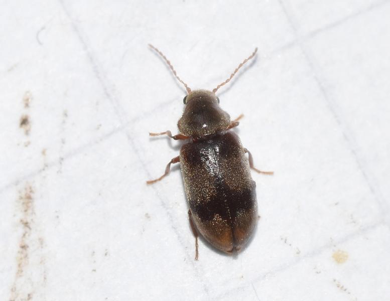 The Ivy Boring Beetle is small (at 2.5 to 3.5 millimetres). Its larvae bore into the stems of Common Ivy.