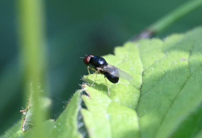 This tiny fly has an unusually round abdomen and yellow legs and antennae. 