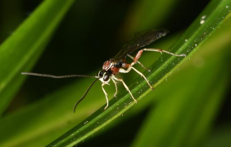 This ichneumon wasp parasitizes a family of smaller wasps (including the Sphecidae) that build their nests in burrows or tree stumps.