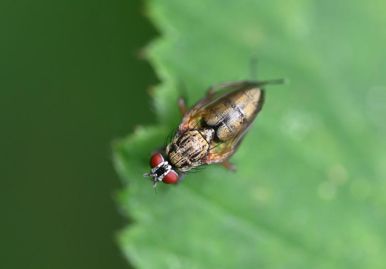 Phaonia angelicae is a widespread and frequent insect in England.