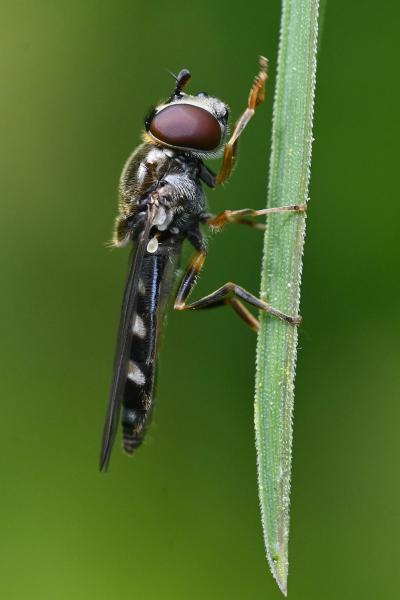 Platycheirus scutatus (hoverfly), Heene Cemetery in Worthing