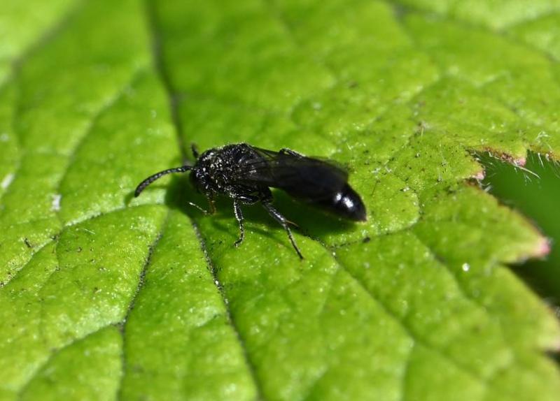 This small sand wasp in the genus Psenulus nests in dead wood and stems, and preys on aphids.