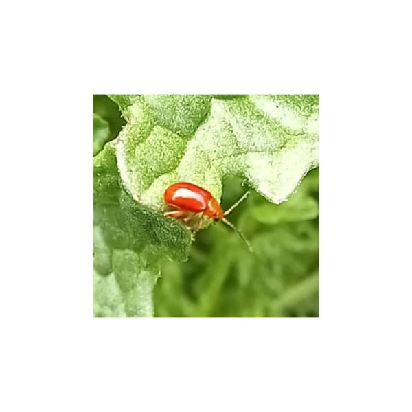 The tiny Ragwort Flea Beetle feeds on Common Ragwort.
