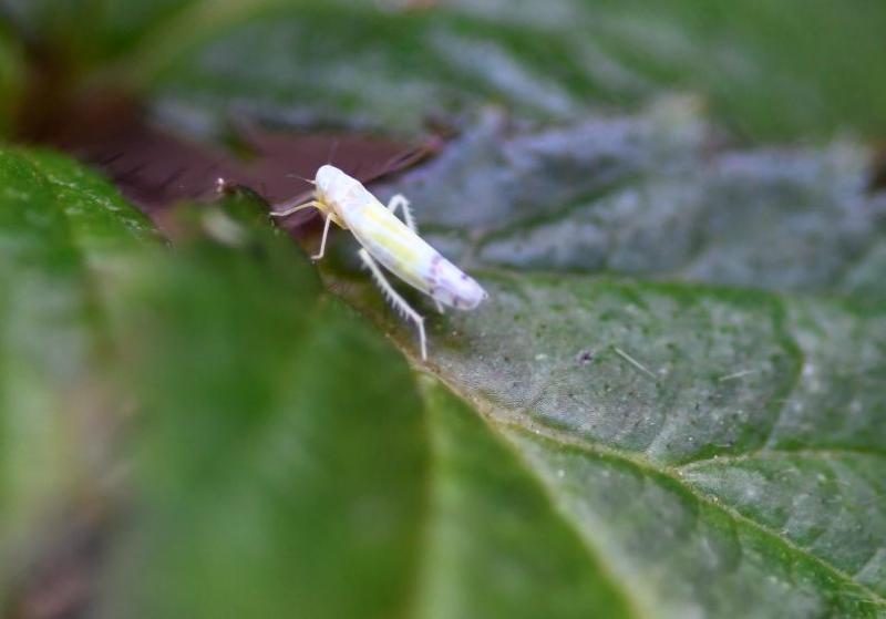 This leafhopper is commonly found on brambles and other plants.
