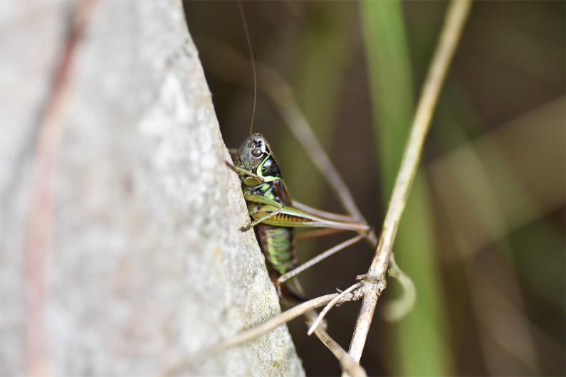 Roesel's Bush-Cricket is usually a wingless species, but a winged form may be found.
