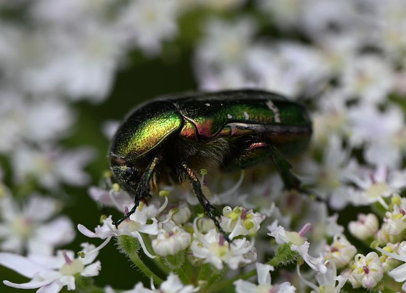 Rose Chafers are active between April and September, flying clumsily, usually being seen in sunny weather.