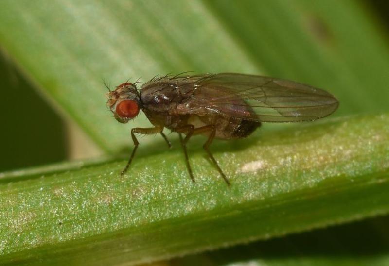 This small fly, as far as we know, is typical of vinegar flies, being short-lived and feeding off rotting matter.