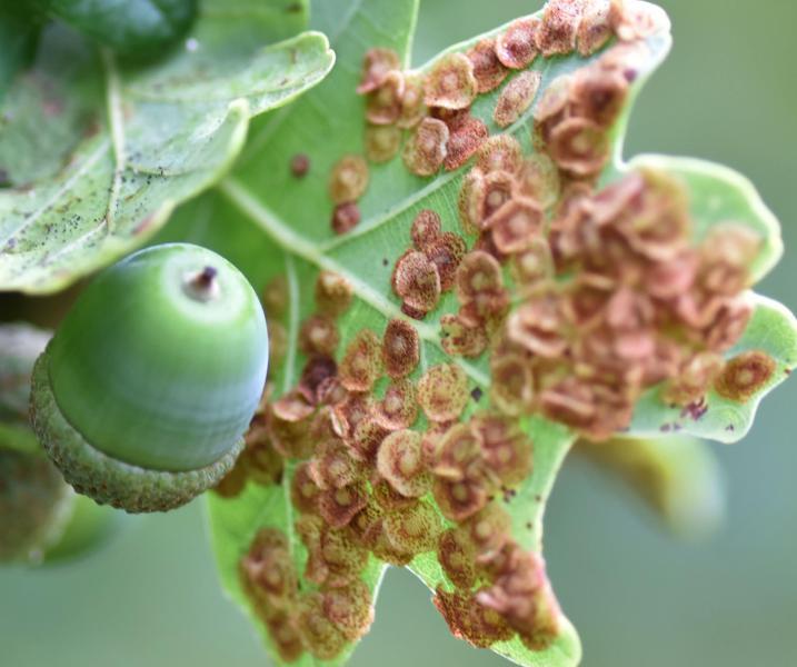 The Spangle Gall Wasp is a small wasp that lays its eggs on the underside of Oak tree leaves.