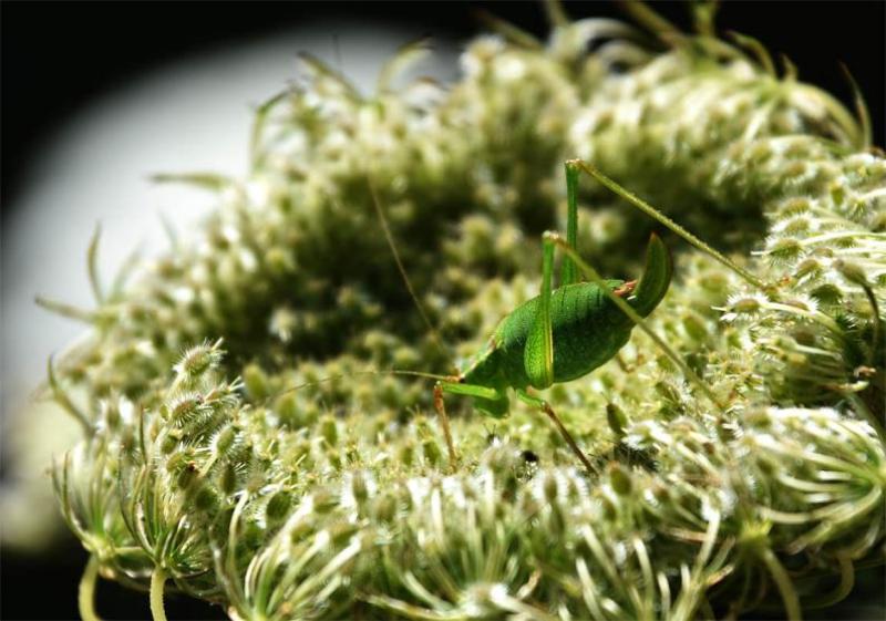 The Speckled Bush-cricket is generally secretive, but may be found from April to November.