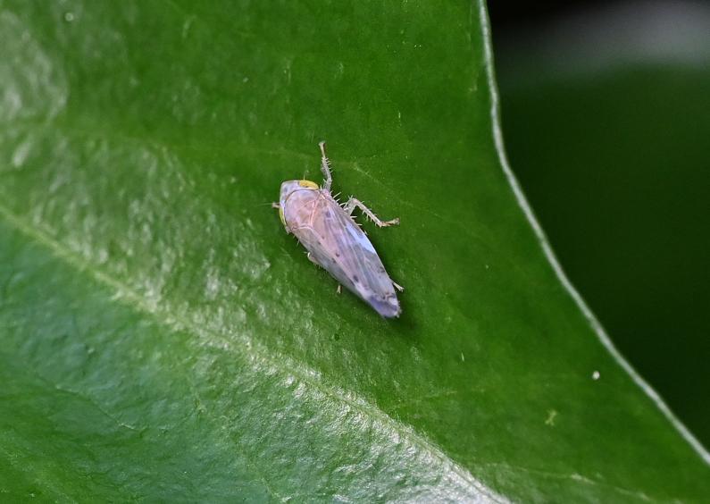 This species is a recent arrival in Britain, being native to south-eastern Europe.