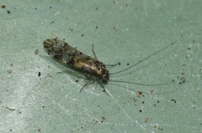 Trichadenotecnum sexpunctatum is a 'picture-winged' barkfly that is not often found in Britain.