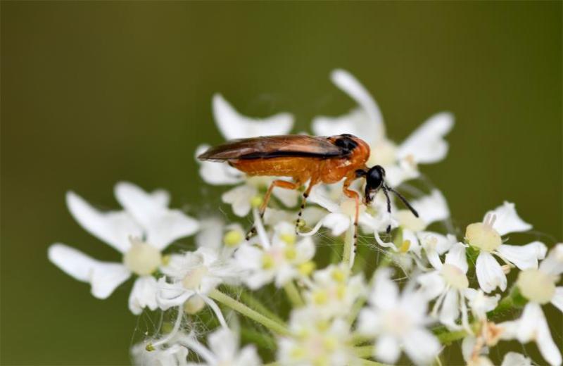 Turnip Sawflies are nectar-drinking insects, seen in here on one of the many white umbellifer flowers in the Cemetery.