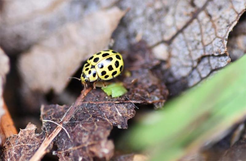 The bright yellow elytra (wing cases) with black spots of the are Twenty-two-spot Ladybird unmistakeable.