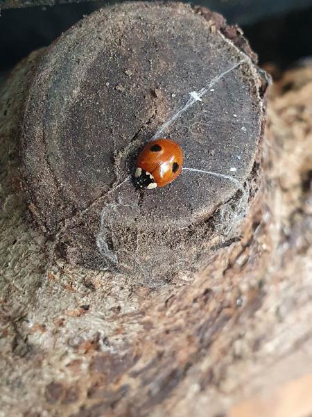 The elytra (wing cases) of this abundant ladybird may be black with red spots or red with black spots.