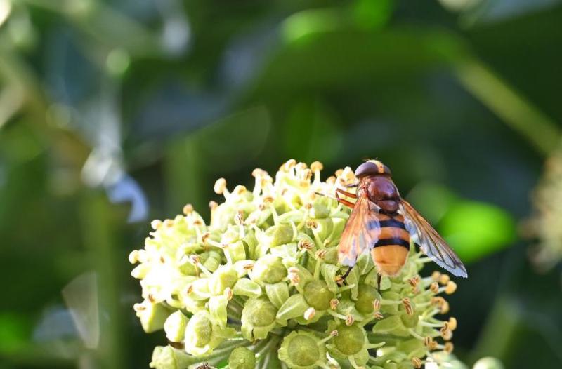 This hoverfly is capable of buzz pollination. Gripping firmly onto petals, it vibrates its large body, releasing pollen.