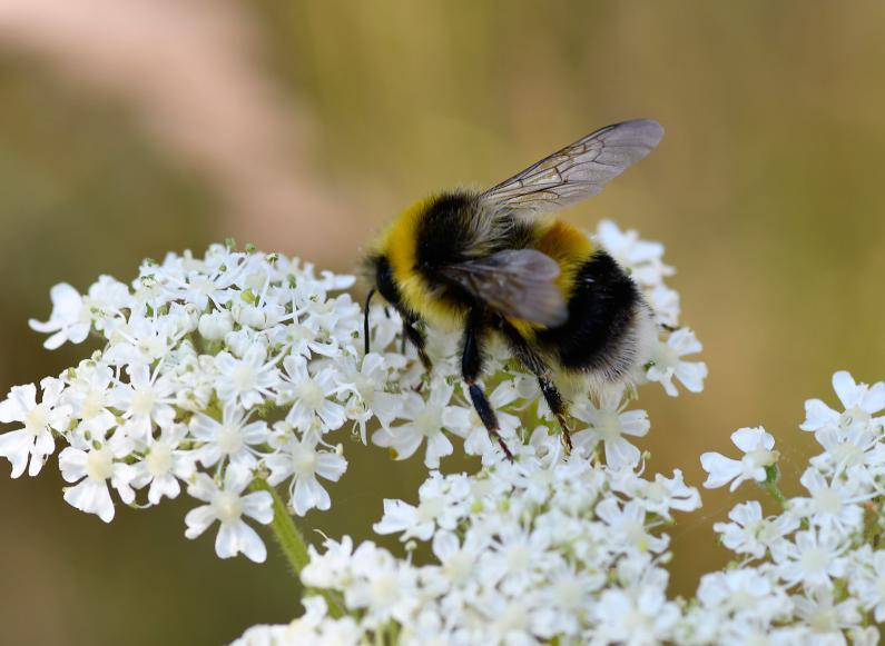 The collar and 2nd abdominal segment of the White-tailed Bumblebee are lemon-yellow, the 'tail' being white.