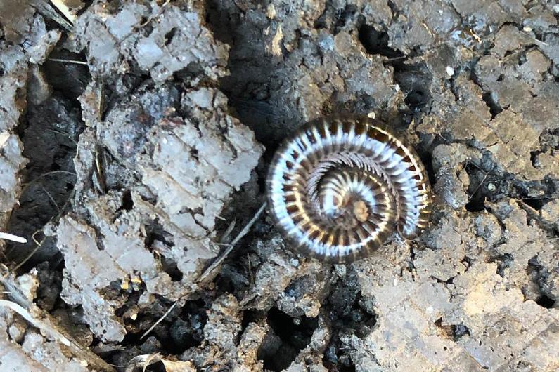 With its shiny grey-black body and its white legs, the White-legged Millipede is one of our most beautiful millipedes.