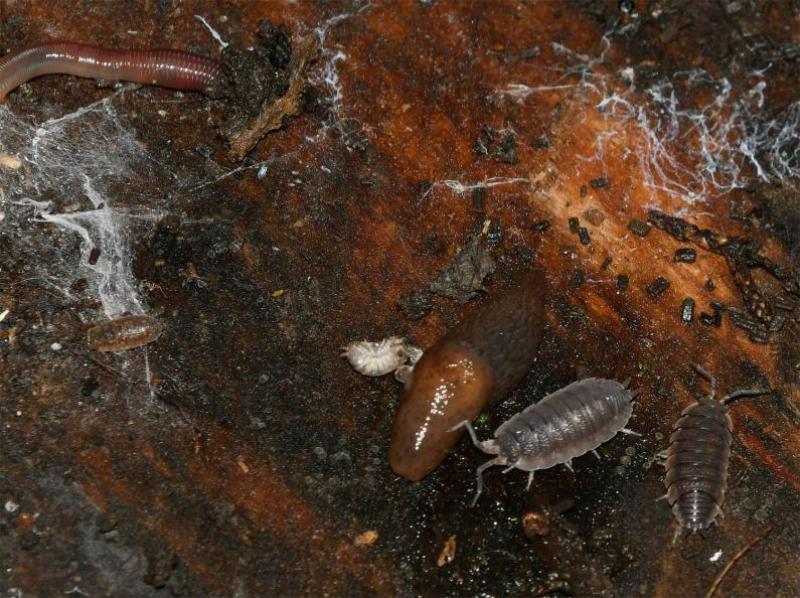 This generally brown-mantled species, the Brown Field Slug, has a short keel at the tail end.