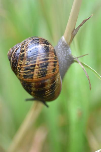 The Garden Snail is an edible snail, is one of our most familiar species of snails.